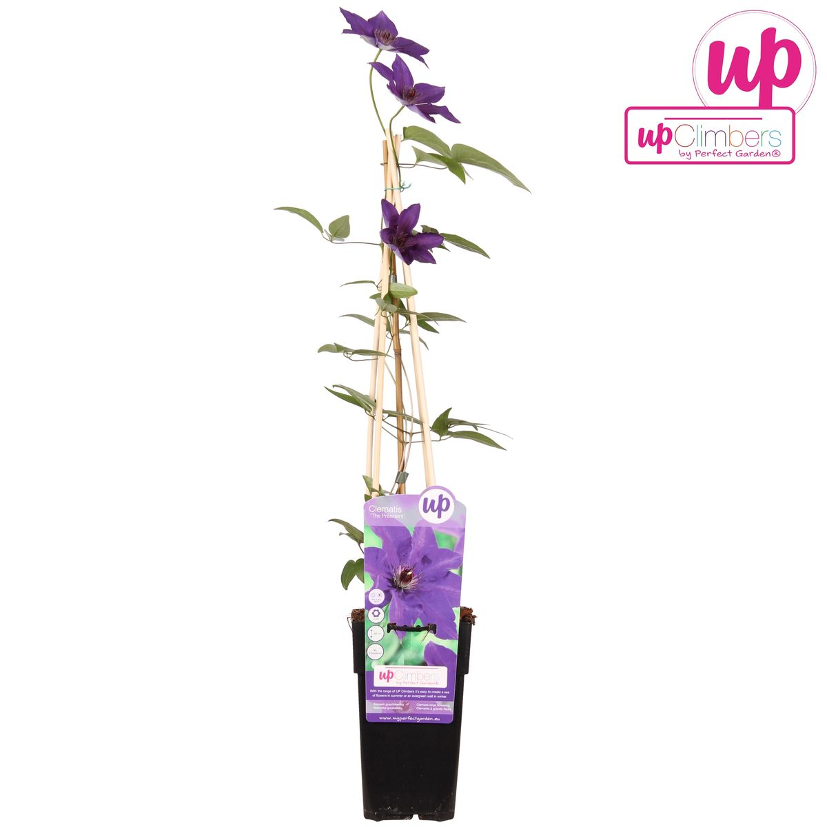 Clematis The President – Lila Kletterpflanze Ø15cm