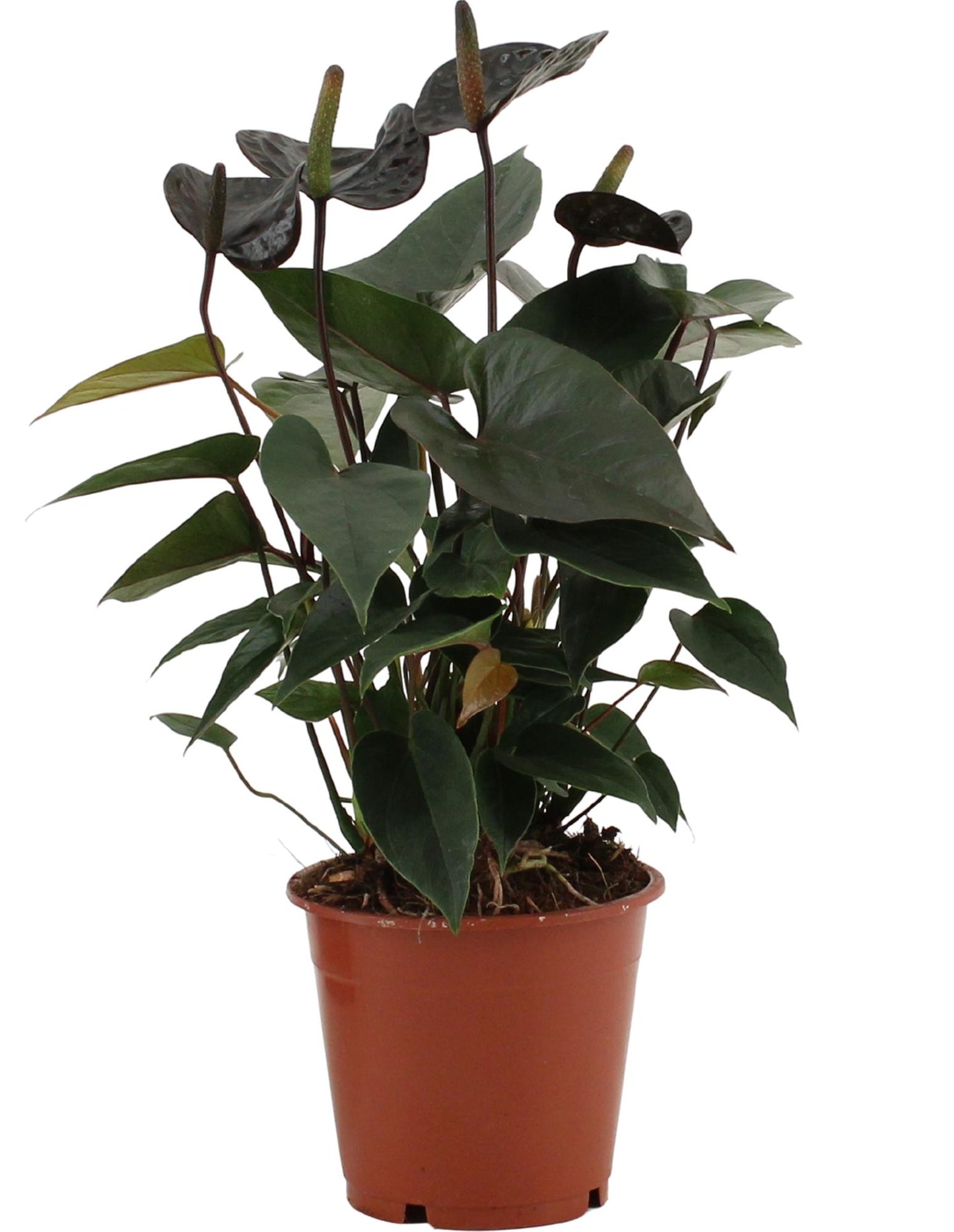 Anthurium Black Love – Pflegeleichte Zimmerpflanze Ø12cm