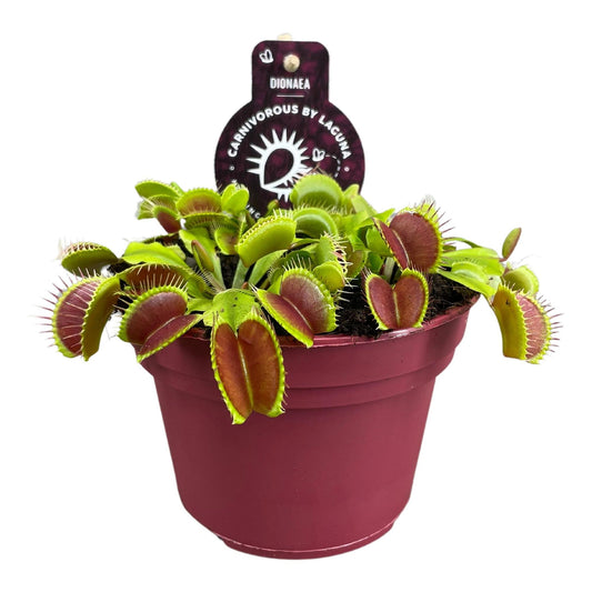 Dionaea Muscipula – Venusfliegenfalle Ø12 cm, pflegeleicht & exotisch
