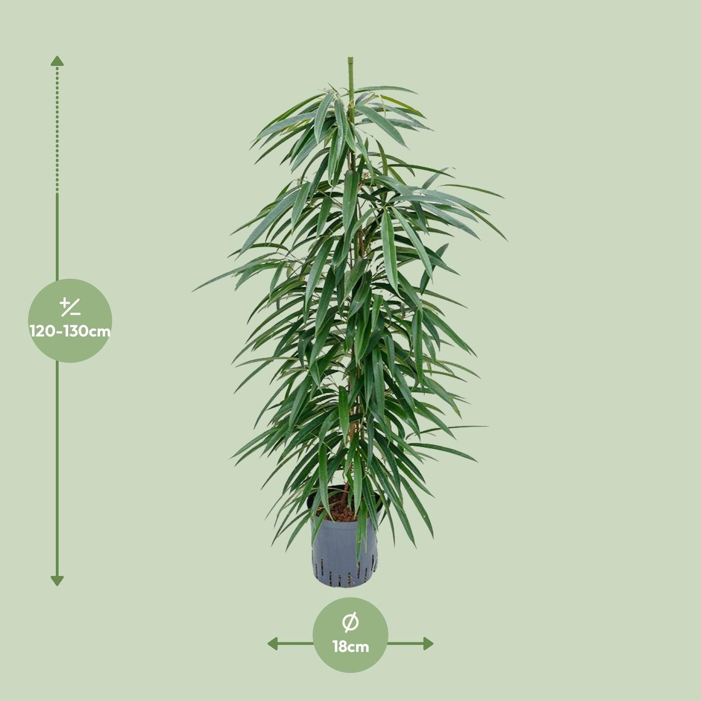 Ficus Alii – Pflegeleichter Eleganter Zimmerficus Ø18cm