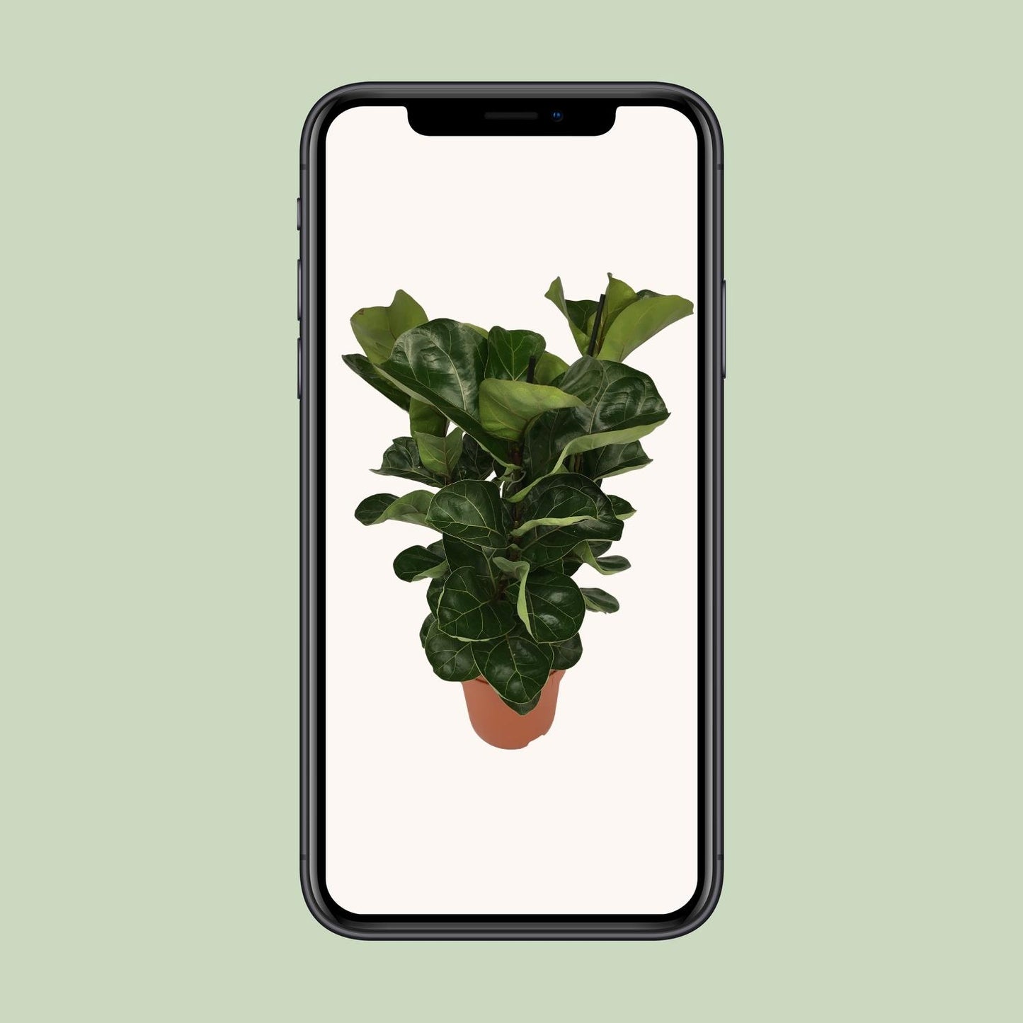 Ficus Lyrata - Luftreinigende Zimmerpflanze Ø21cm, 80cm hoch