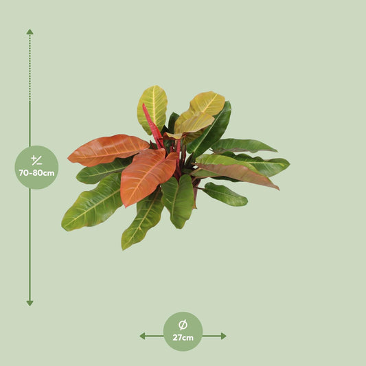 Philodendron 'Prince of Orange' – 75 cm pflegeleichte Zimmerpflanze