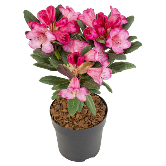 Rhododendron 'Wine & Roses' – Kompakter Blühstrauch