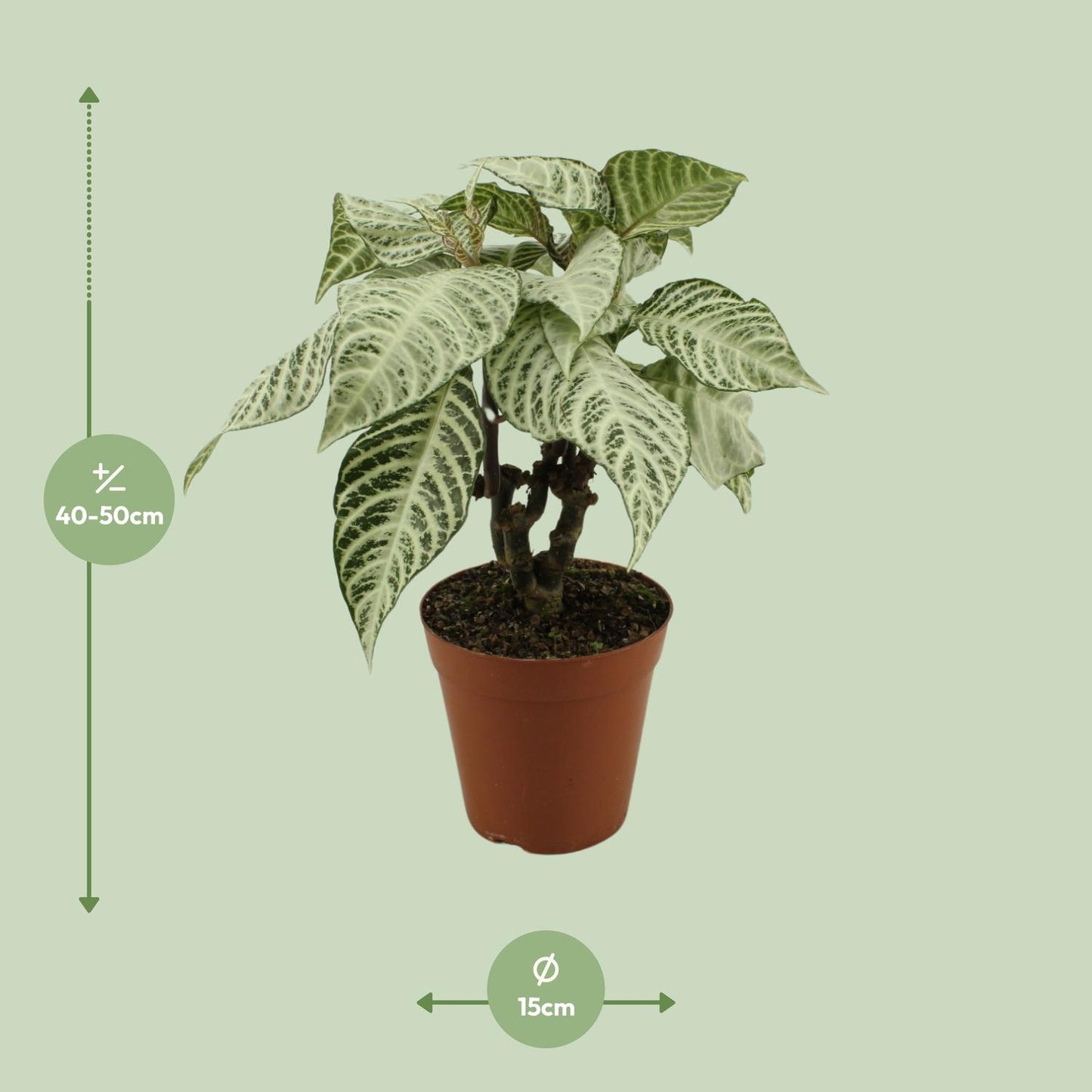 Aphelandra White Wash – Zebrapflanze Ø15cm, 50cm hoch