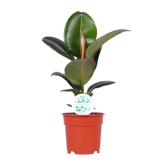 Ficus Elastica Robusta – Pflegeleichter Gummibaum Ø17cm