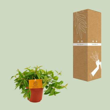 Peperomia Ang. Rocca Vivace – Pflegeleichte Zimmerpflanze Ø11 cm