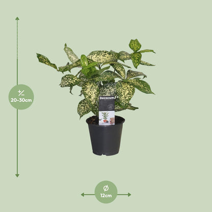 Drachenbaum Godseffiana – Pflegeleichte Zimmerpflanze 25 cm