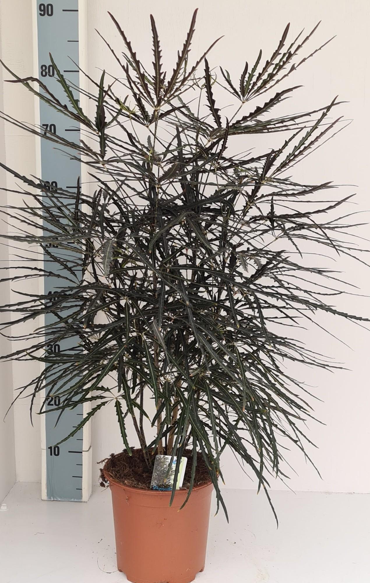 Dizygotheca Elegantissima – Pflegeleichte Zimmerpflanze