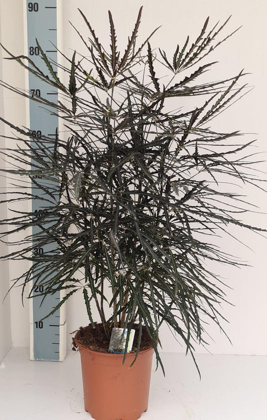 Dizygotheca Elegantissima – Pflegeleichte Zimmerpflanze