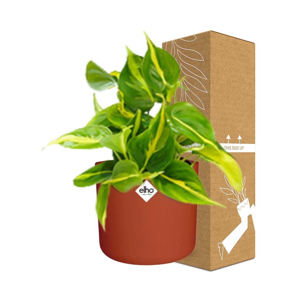 Philodendron Scandens ‘Brasil’ in ELHO b.for soft rond 14cm brique