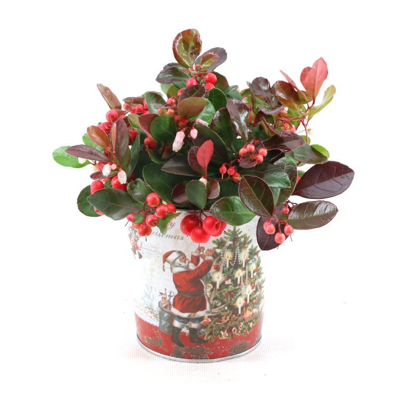 Gaultheria 'Big Berry'® – Pflegeleichte Beerenpflanze im Zinktopf