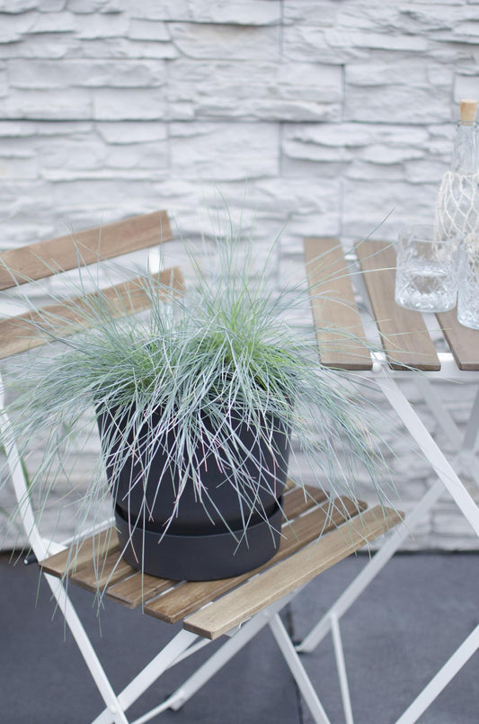 Festuca glauca Azura Blue – Silberblaues Ziergras Ø19cm
