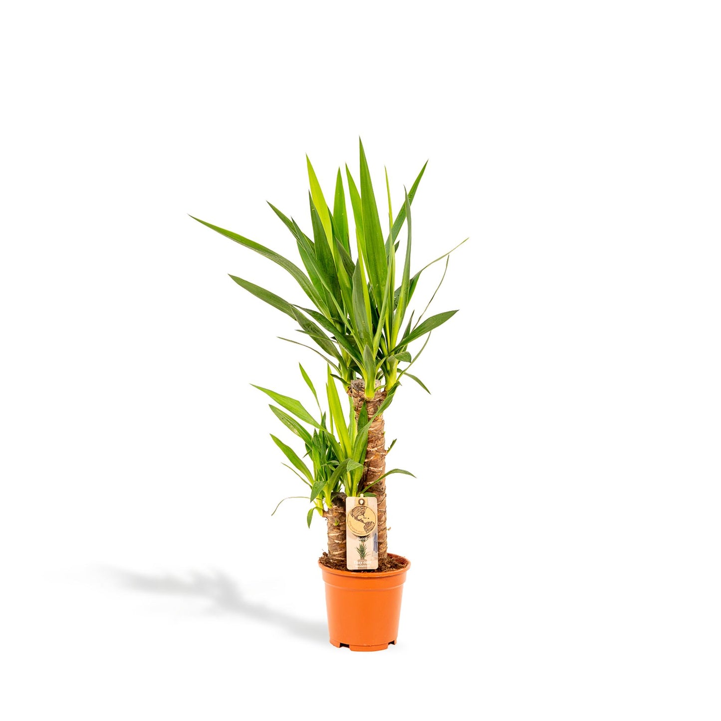 Yucca – Pflegeleichte und robuste Palmlilie Ø17cm, 90cm hoch