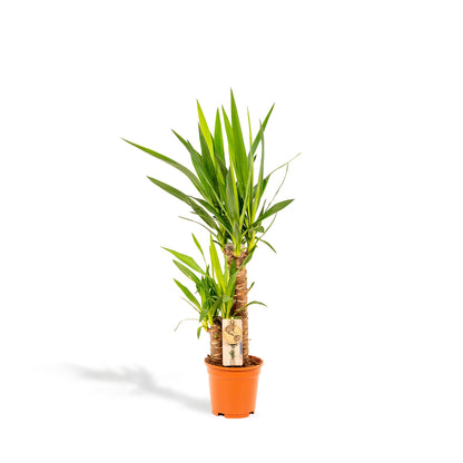 Yucca – Pflegeleichte und robuste Palmlilie Ø17cm, 90cm hoch