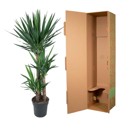 Yucca Elephantipes – 140 cm – pflegeleichte Elefantenpalme