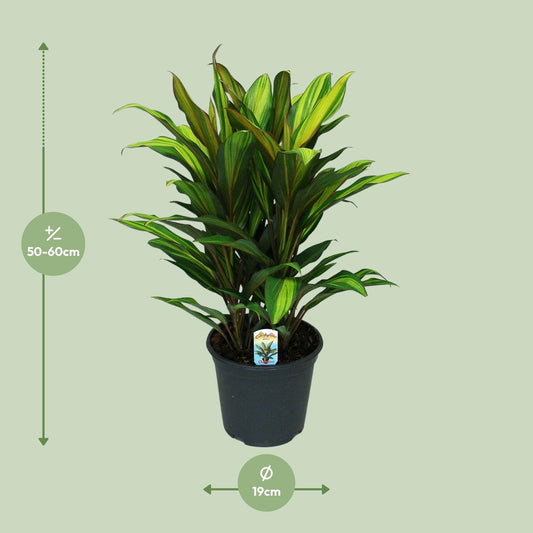 Cordyline Fruticosa Kiwi – Trendige tropische Zimmerpflanze Ø19cm