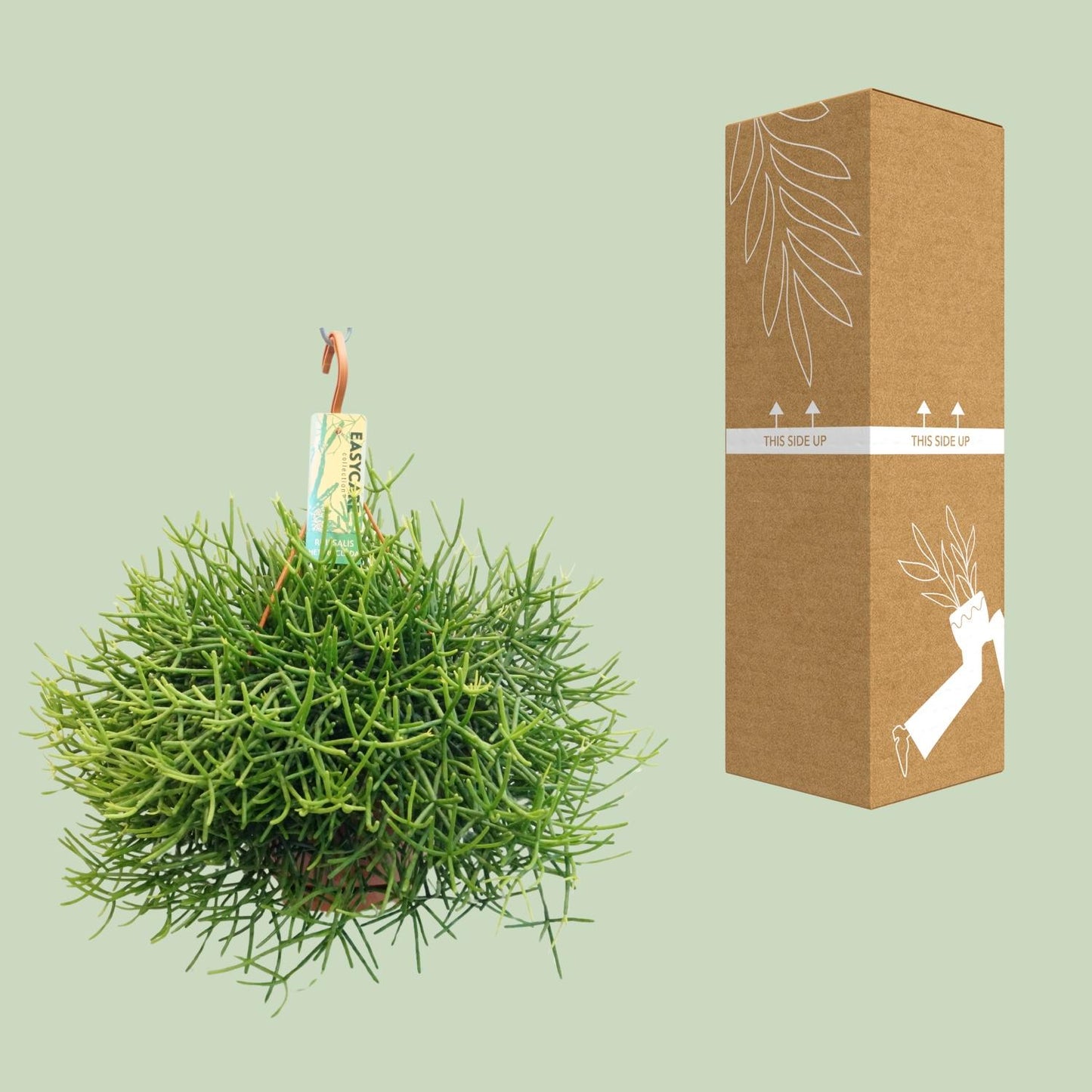 Rhipsalis Heteroclada – Pflegeleichte Zimmerpflanze Ø21 cm