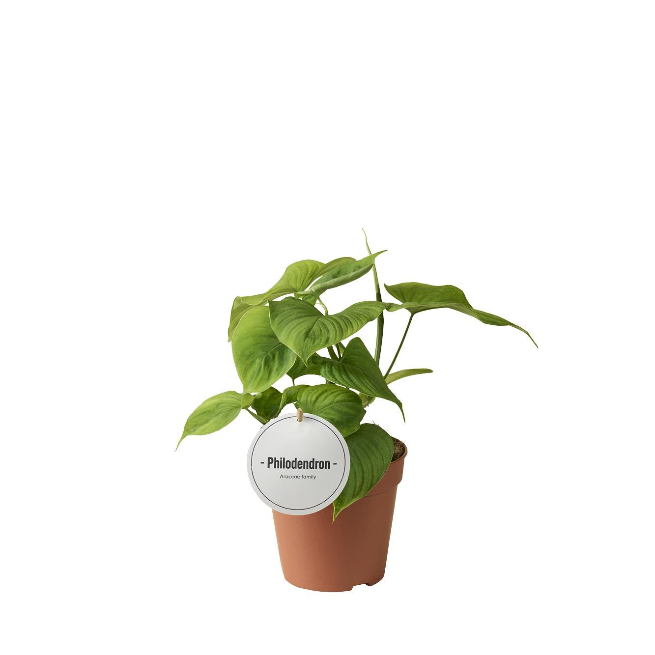 Philodendron Peru – Pflegeleichte Trendpflanze Ø12cm