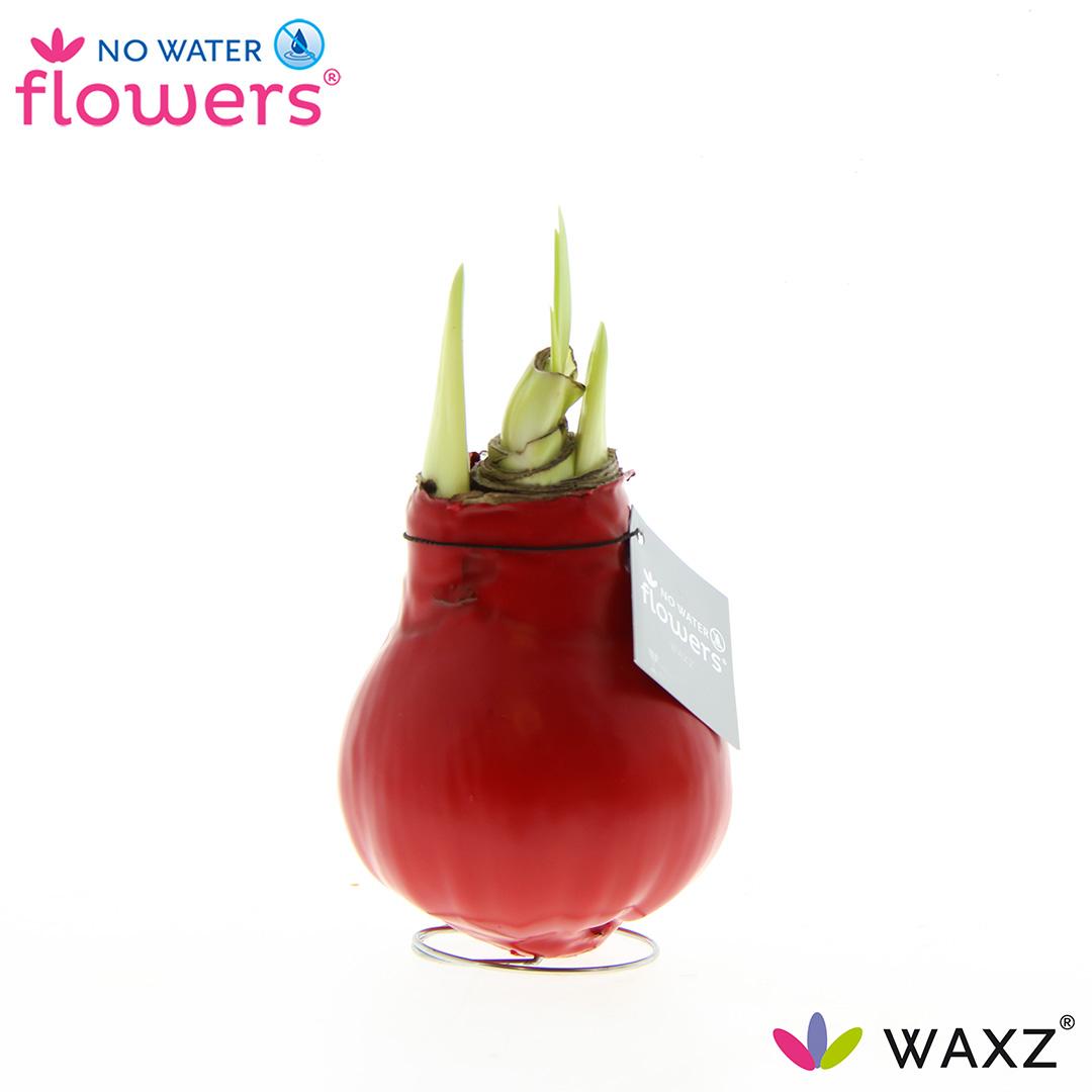 No Water Flowers Waxz® Red – Pflegeleichte Wachsblume Ø15cm