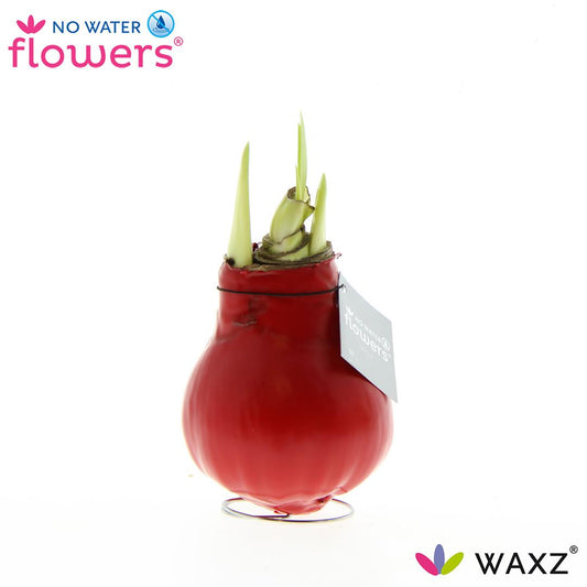 No Water Flowers Waxz® Red – Pflegeleichte Wachsblume Ø15cm