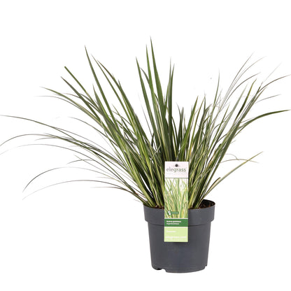 Acorus gramineus 'Argenteostriatus' – Dekoratives Ziergras Ø14cm