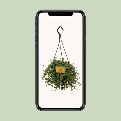 Peperomia Pepperspot – Pflegeleichte Zimmerpflanze Ø15cm