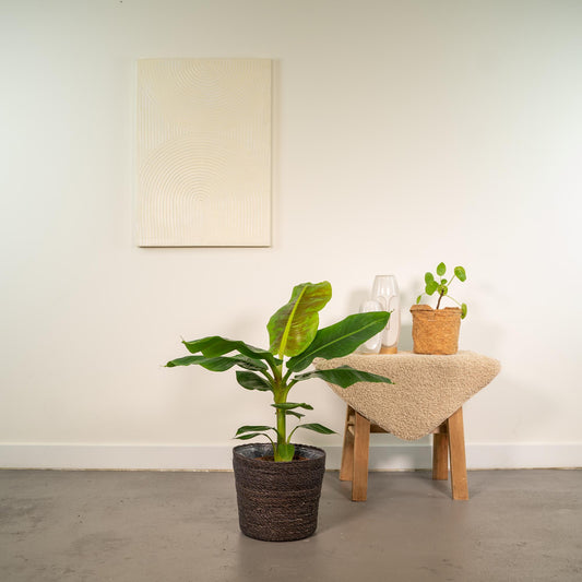 Zwerg-Banane 'Cavendish' – Tropische Zimmerpflanze 90cm mit Korb