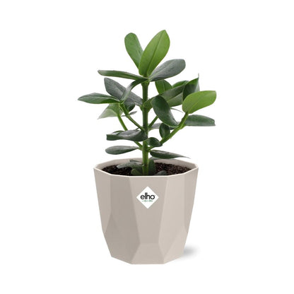 Clusia Princess in ELHO b.for rock 14 cm warm grey