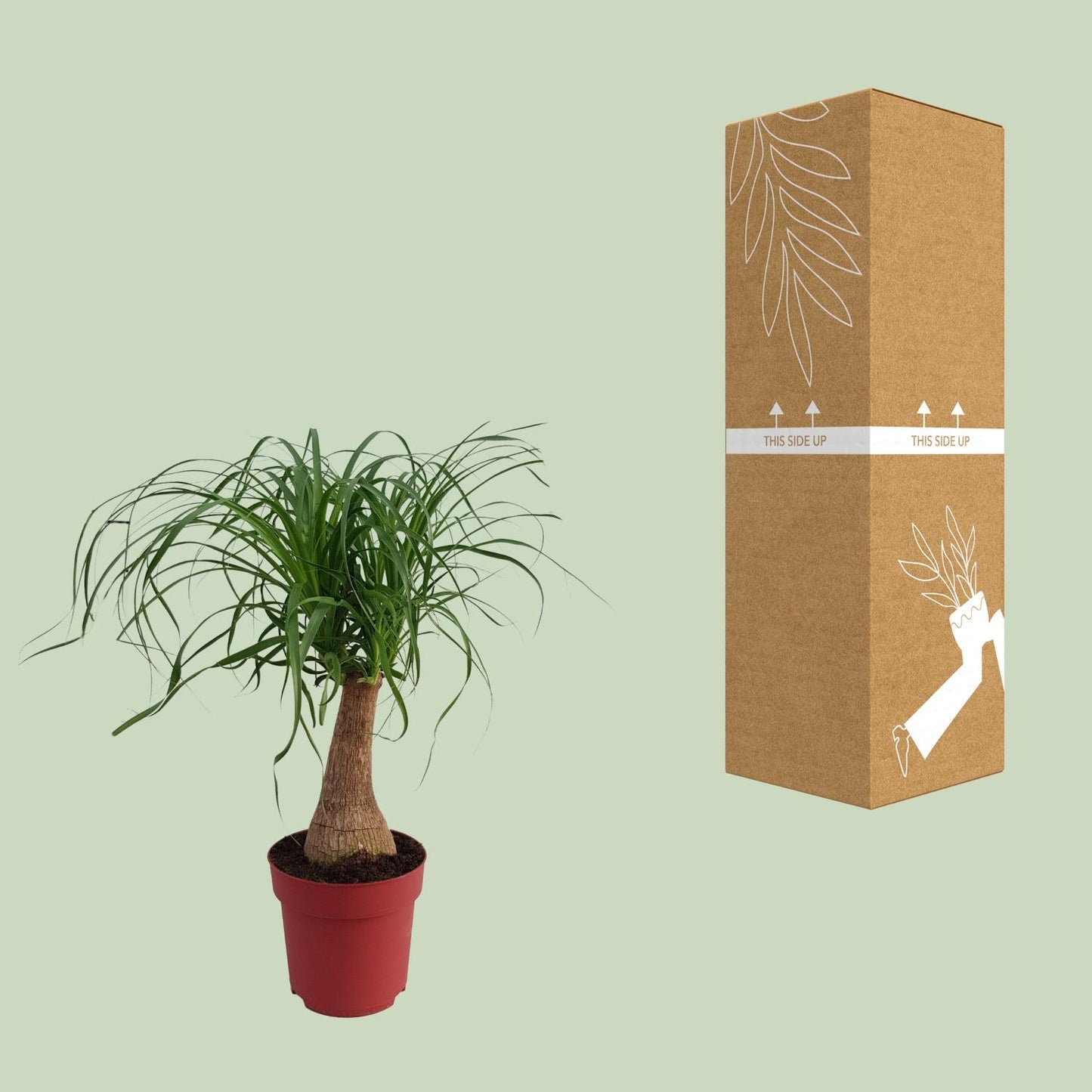 Elefantenfuß 'Maya Palm' – 70 cm pflegeleichte Zimmerpflanze