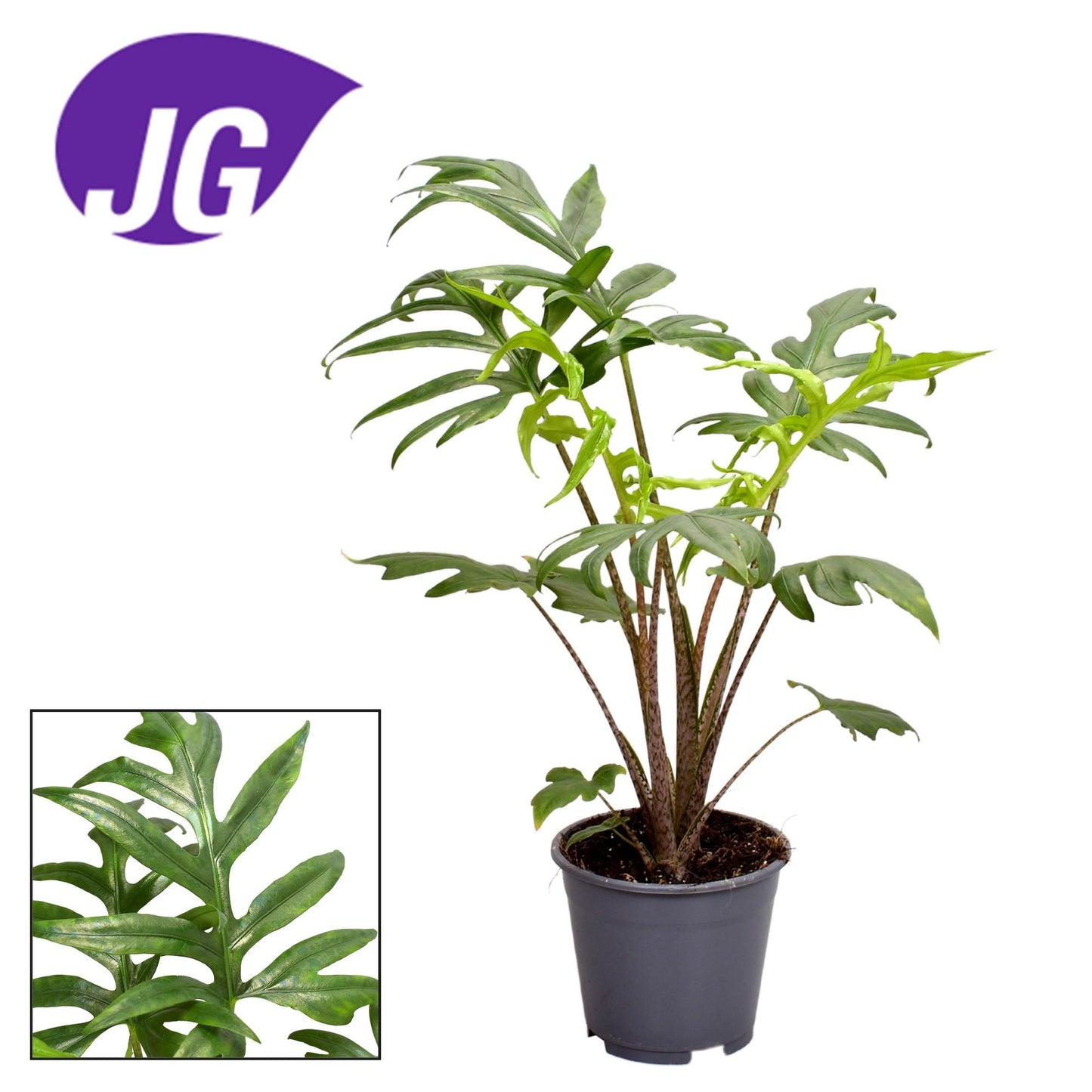 Alocasia Branciifolia Pink Passion – Trendige Zimmerpflanze Ø14cm