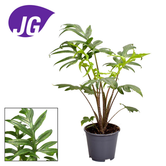 Alocasia Branciifolia Pink Passion – Trendige Zimmerpflanze Ø14cm