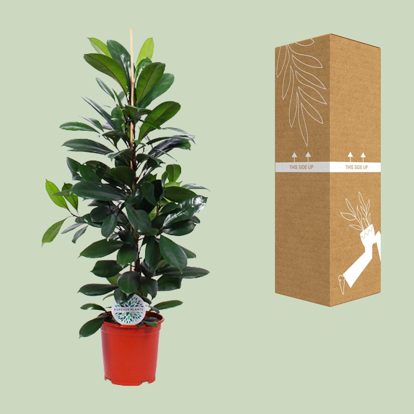 Ficus Cyathistipula – Tropische Zimmerpflanze Ø21cm