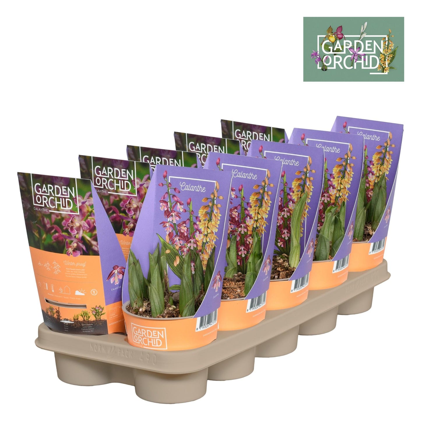Orchidee Calanthe – Pflegeleicht & Elegant, Ø12cm Topf