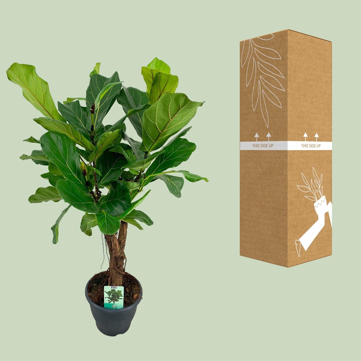 Ficus Lyrata – Geigenfeige Ø26cm, ca. 100cm hoch