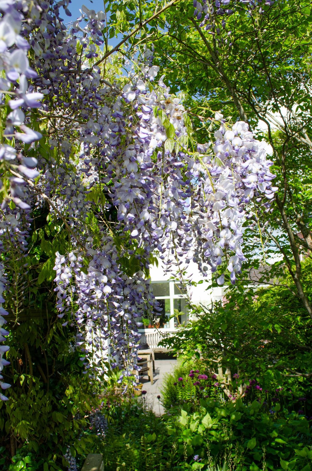 Wisteria sinensis Caroline – Purpurner Regen Kletterpflanze Ø15cm