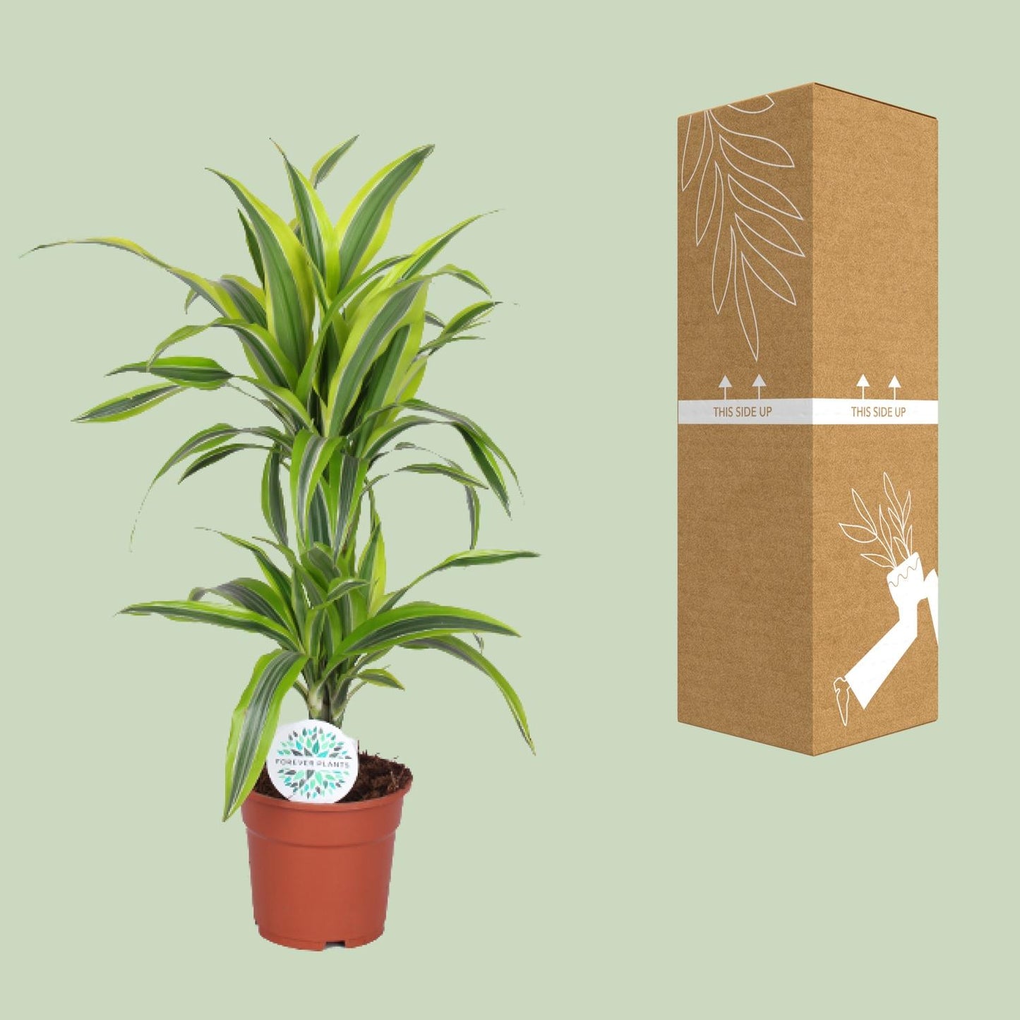 Dracaena Lemon Lime – Pflegeleichter Drachenbaum Ø17cm