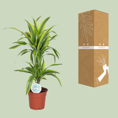 Dracaena Lemon Lime – Pflegeleichter Drachenbaum Ø17cm