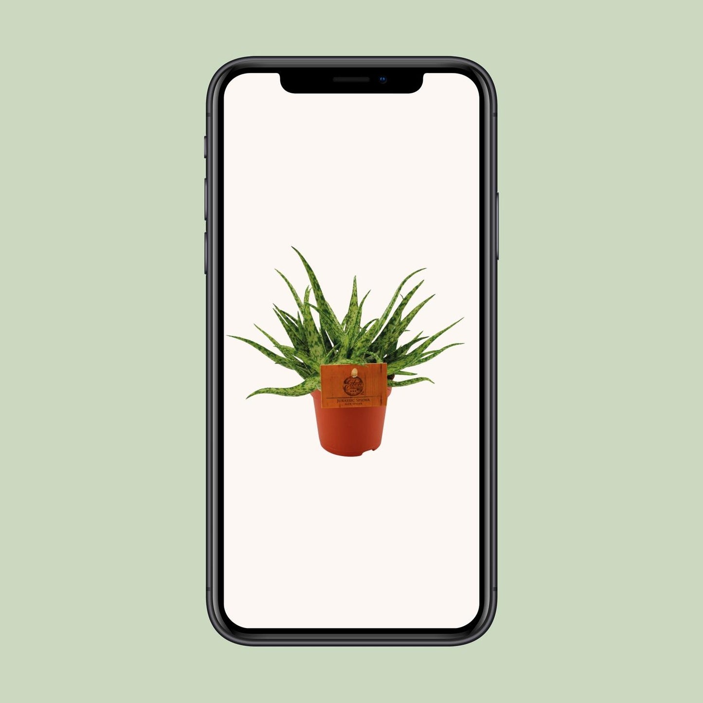 Aloe Vera 'Spider' – Pflegeleichte Zimmerpflanze