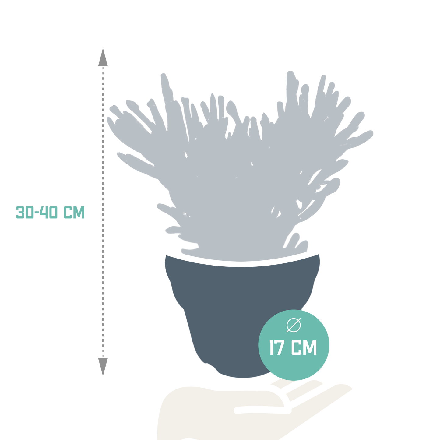 Crassula Gollum – Pflegeleichte Sukkulente 17 cm
