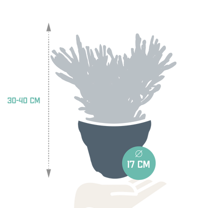 Crassula Gollum – Pflegeleichte Sukkulente 17 cm