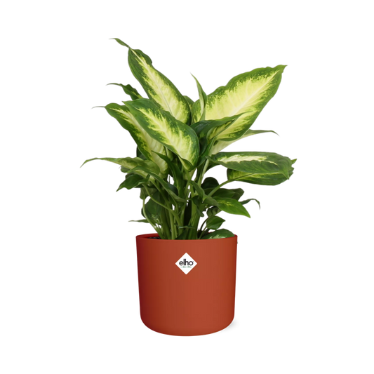 Dieffenbachia ‘Camilla’ – Tropische pflegeleichte Zimmerpflanze 14 cm