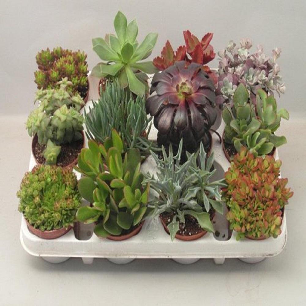 LOCK Succulenten 12er Set im 8,5 cm Topf