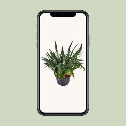 Aglaomorpha coronans – Eleganter Santa Rosa Farn Ø23cm