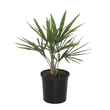 Trachycarpus Fortunei – Robuste Zimmerpalme 40 cm