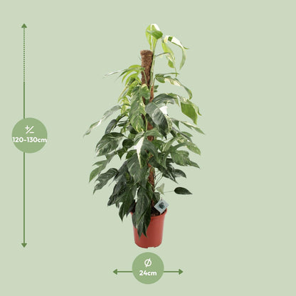 Epipremnum Pinnatum Albo Variegata – pflegeleichte Zimmerpflanze Ø24cm