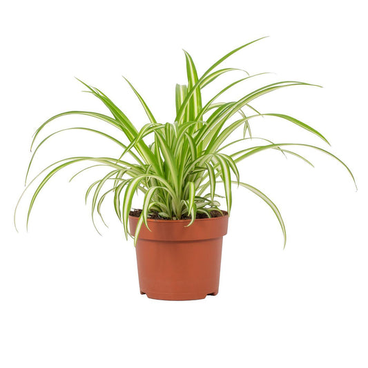 Grünlilie Chlorophytum Variegatum Ø12cm – Pflegeleicht & Luftreinigend