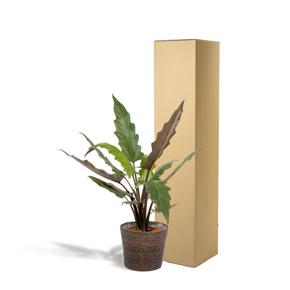Alocasia Lauterbachiana Ø19cm mit Korb Igmar – Luftreinigende Zimmerpflanze