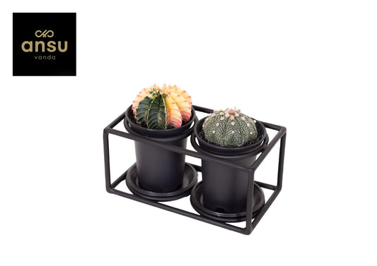 Cactus Duo im Designrahmen – kompakt & pflegeleicht