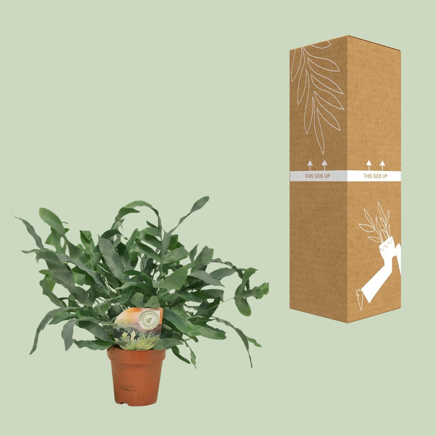 Phlebodium Blue Star – pflegeleichte Zimmerpflanze Ø12cm