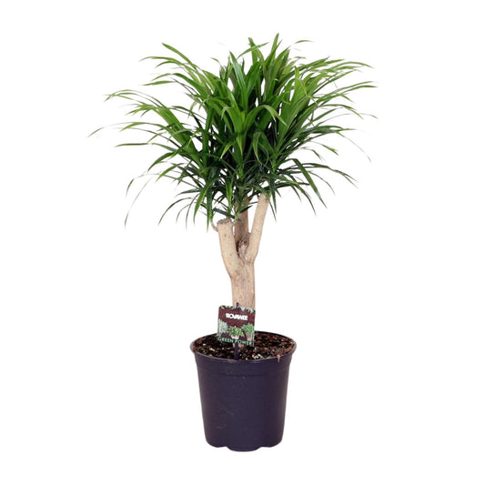 Dracaena Anita – pflegeleichter Drachenbaum Ø21cm, 70cm hoch